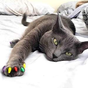 Exclusive Colours Cat Nail Caps